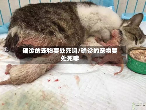 确诊的宠物要处死嘛/确诊的宠物要处死嘛