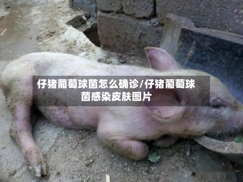 仔猪葡萄球菌怎么确诊/仔猪葡萄球菌感染皮肤图片
