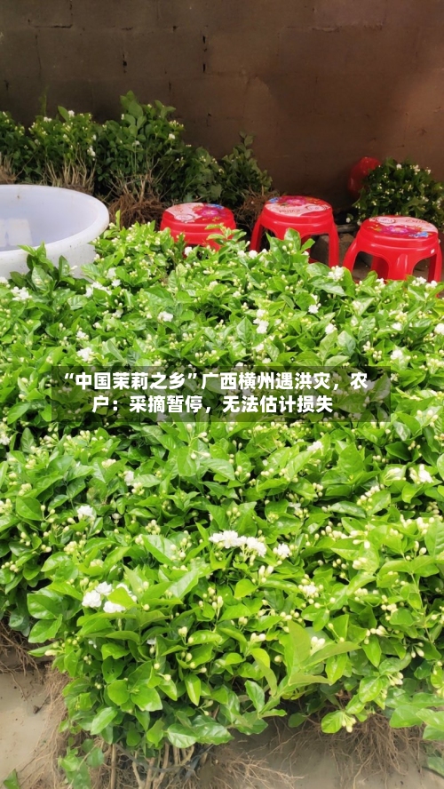 “中国茉莉之乡	”广西横州遇洪灾，农户：采摘暂停，无法估计损失-第2张图片